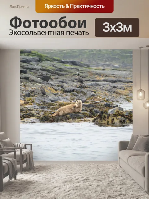 Фотообои Атлантический длинномордый тюлень