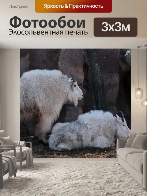 Фотообои Скалистые горные козлы