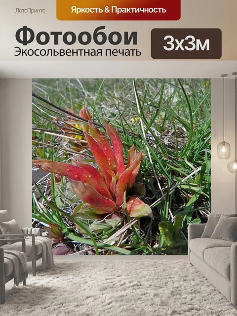 Фотообои Цветы