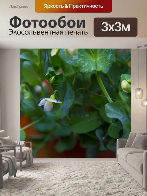 Фотообои Белые цветы на молодом горохе