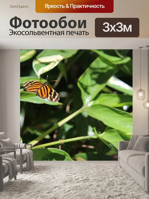 Фотообои Коста-Рика Оранжевая бабочка