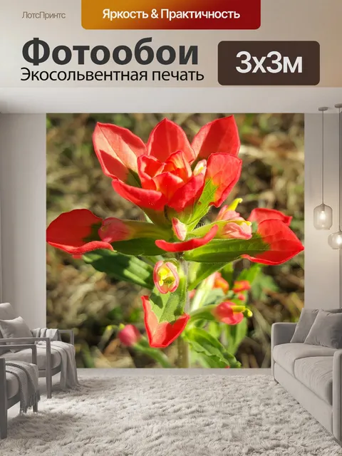 Фотообои Алая расписная чашка
