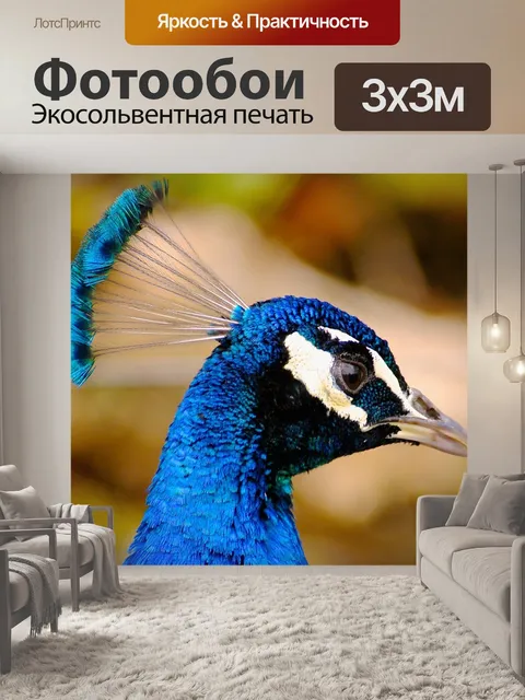Фотообои Павлин
