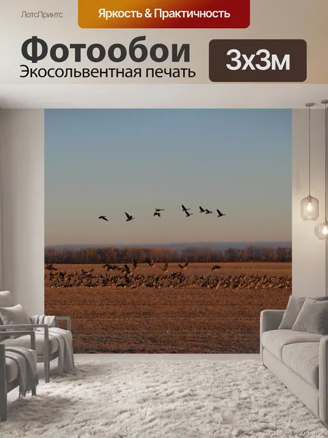 Фотообои Поле, полное канадских гусей