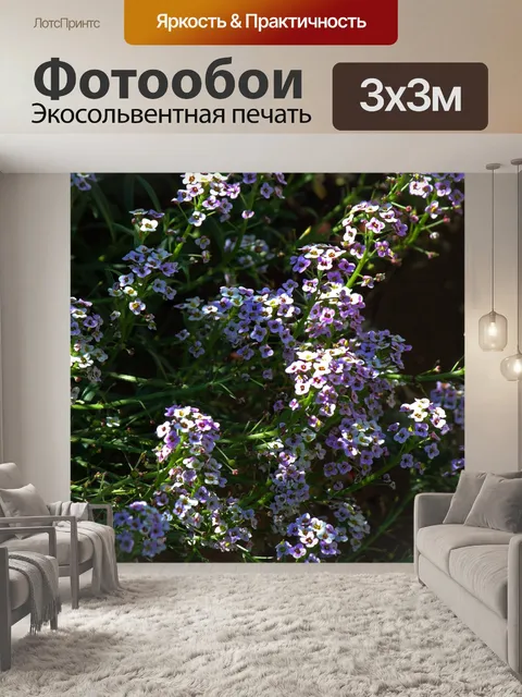 Фотообои сиреневый сладкий цветок алиссума