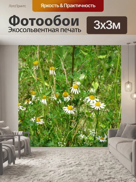 Фотообои Дикие цветы ромашки