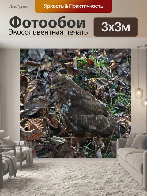 Фотообои Хищные птицы