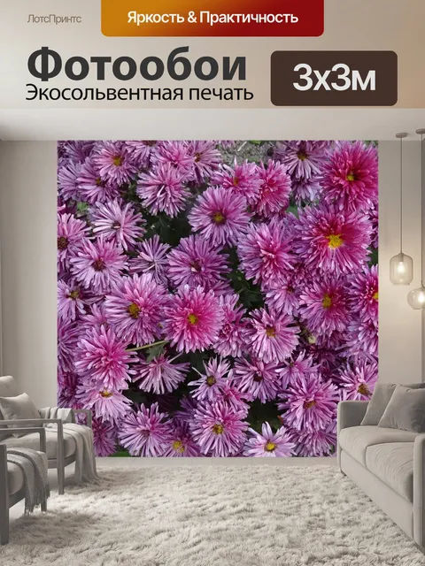 Фотообои Хризантема