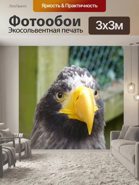 Фотообои Белоголовый орлан