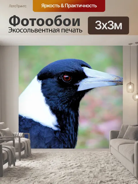 Фотообои Сорока