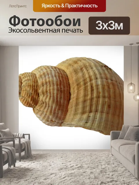 Фотообои Подробная спиральная морская раковина