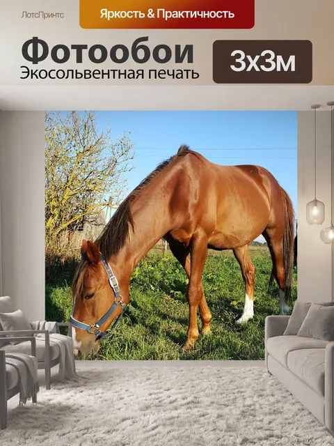 Фотообои Лошадь