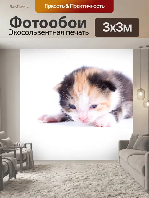 Фотообои Красивая кошка