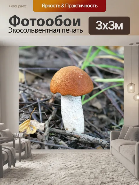 Фотообои Красная шапка