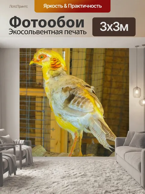 Фотообои Желтая птица, Коста-Рика.