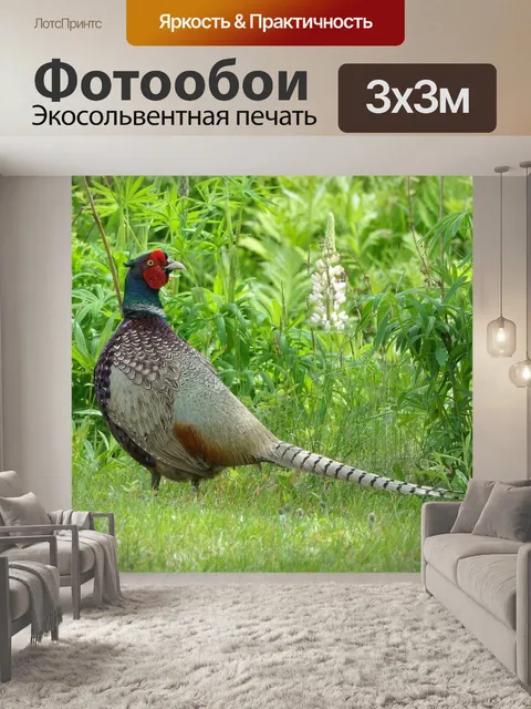 Фотообои Кольцо шеей фазан