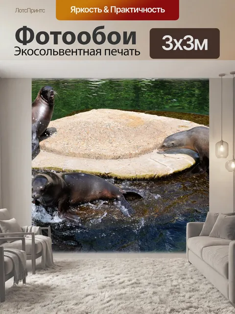 Фотообои Морские Львы 11 (серия 22)