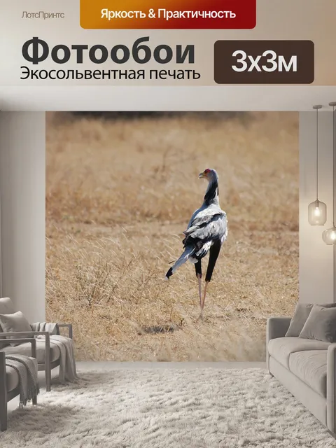 Фотообои Птица-секретарь