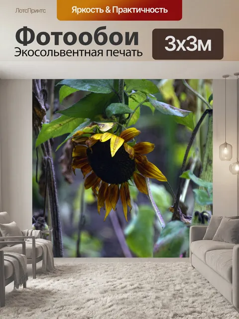 Фотообои Залитые дождем подсолнухи
