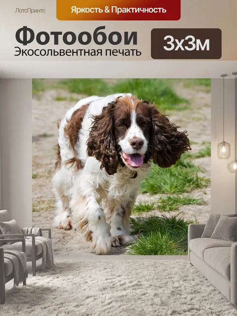 Фотообои Собака на прогулке