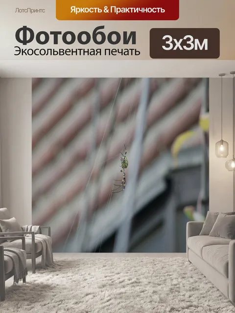 Фотообои Паук