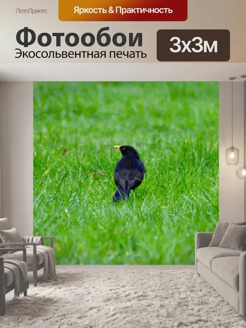 Фотообои Черный дрозд