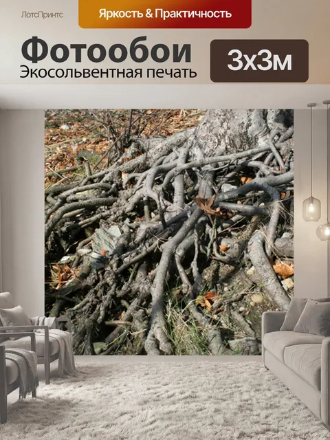 Фотообои Корни деревьев