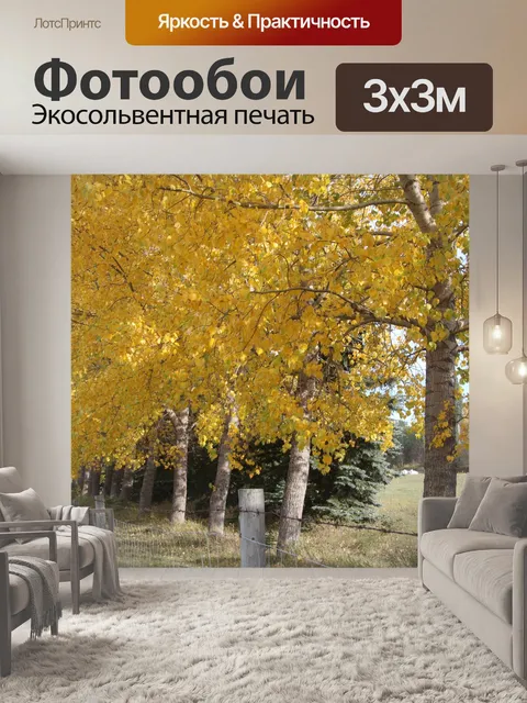 Фотообои Осенние цвета, осина