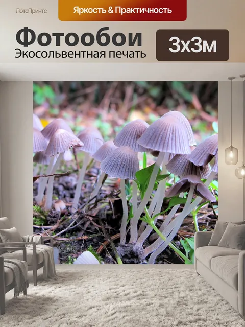 Фотообои Грибы