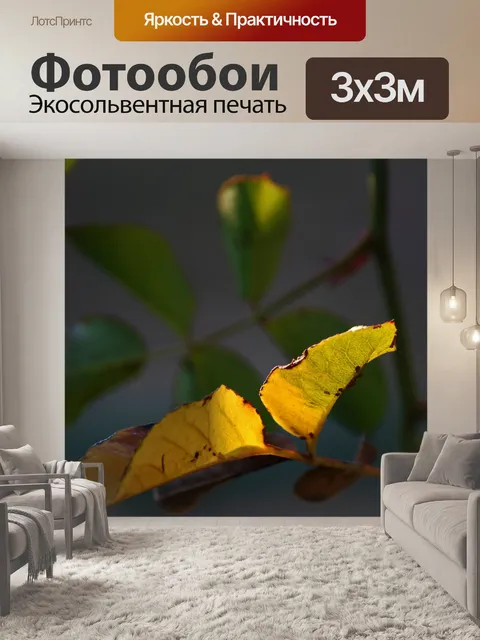 Фотообои солнечный свет на желтых листьях на розе