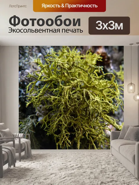 Фотообои Мох