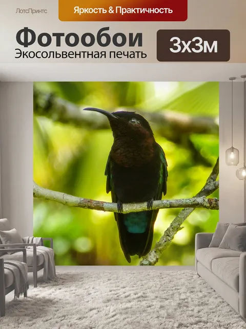 Фотообои Колибри
