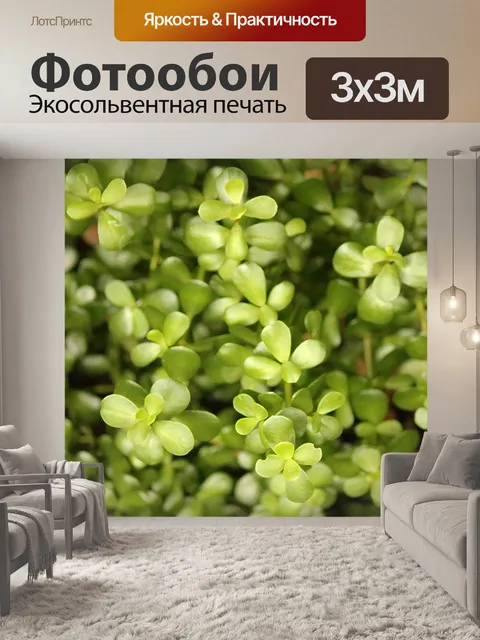 Фотообои свет на портулак суккулентных растений