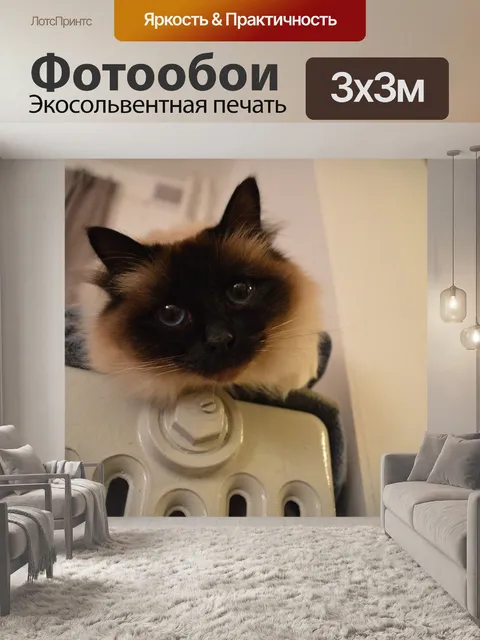 Фотообои Кошка
