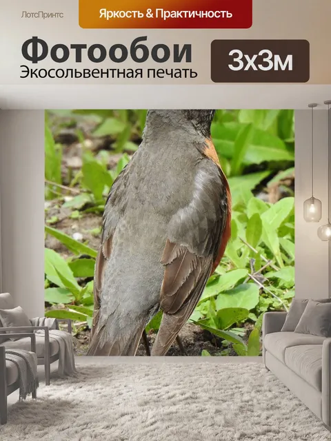 Фотообои Американский малиновка