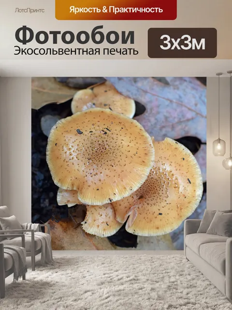 Фотообои Дождь-мокрая осень грибы