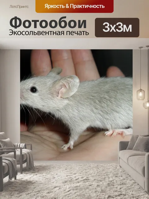 Фотообои Мышь