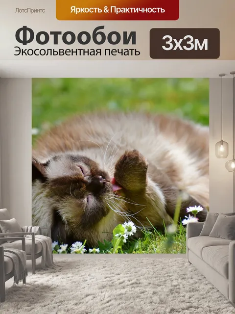 Фотообои Кот