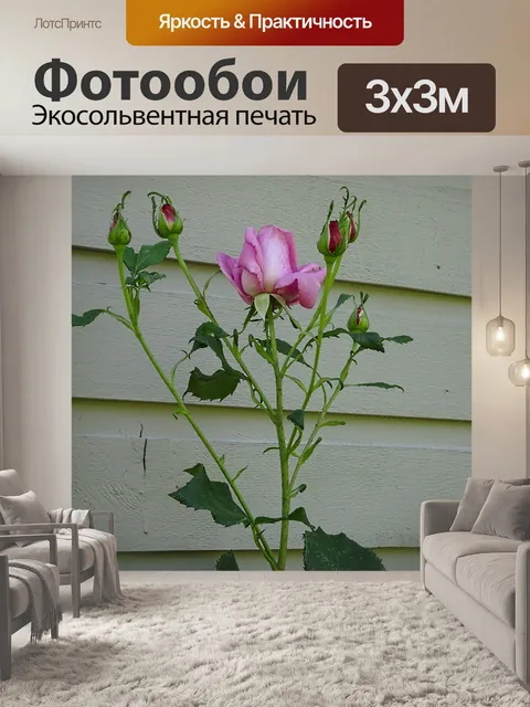 Фотообои розовая роза