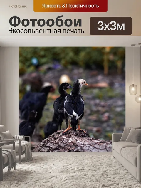 Фотообои Курица