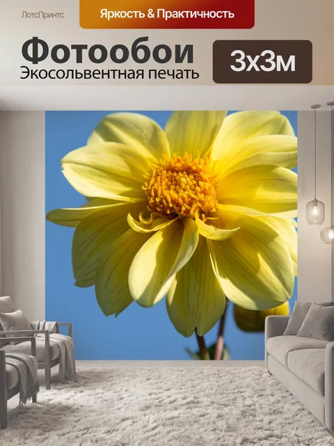 Фотообои Далия, желтая Далия, желтый цветок