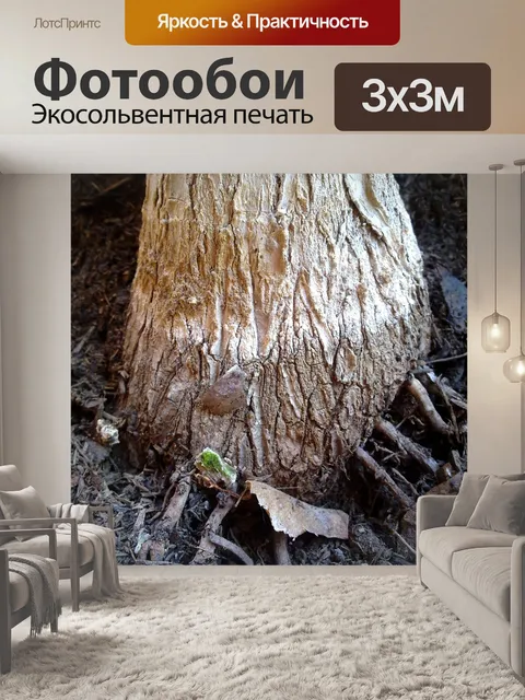 Фотообои Пальма