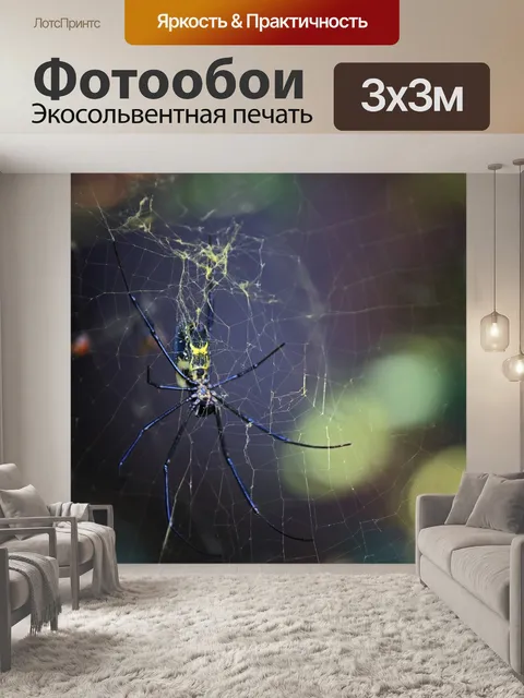 Фотообои Черноногий черно-желтый паук