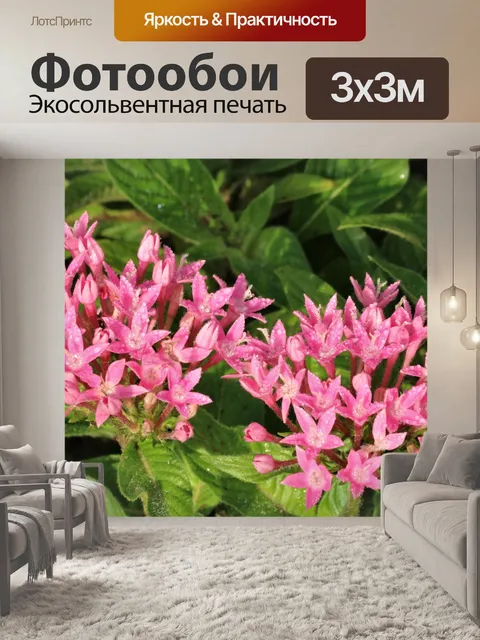 Фотообои Розовые пента цветы и роса