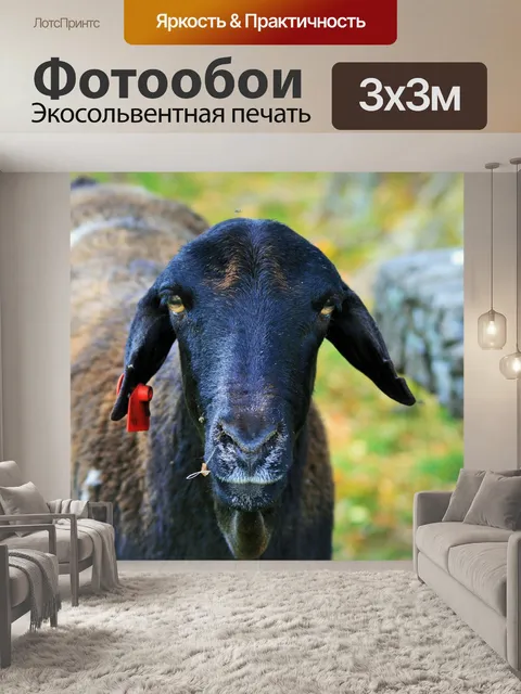 Фотообои черный козел