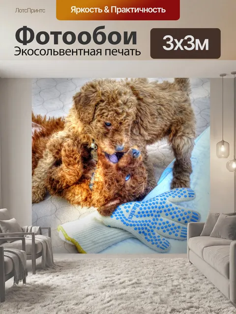 Фотообои Щенки Goldendoodle