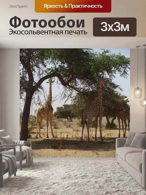 Фотообои Жирафы