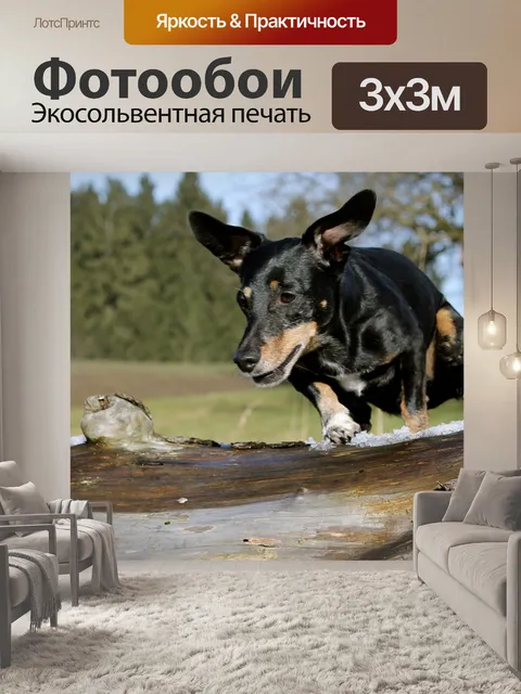 Фотообои Такса