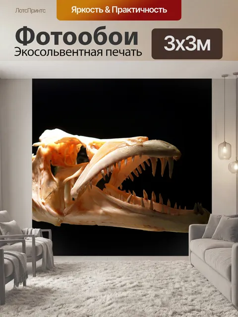 Фотообои Череп хищника