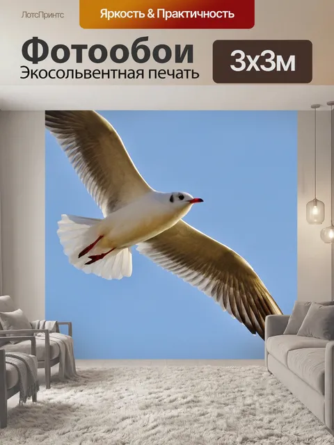 Фотообои Чайка
